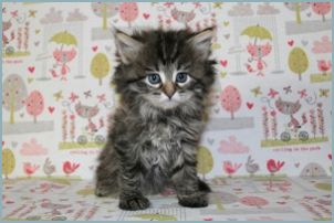 Female Siberian Kitten from Deedlebug Siberians